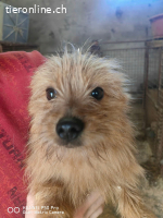 Pumuckl unser trollige