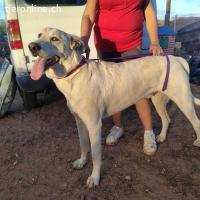 Python – sanfter Riese mit Kinderherz und Kuschelgarantie