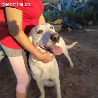 Python – sanfter Riese mit Kinderherz und Kuschelgarantie