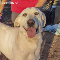 Python – sanfter Riese mit Kinderherz und Kuschelgarantie