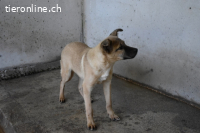 Quarven - Kleiner Hundejunge, was nun?