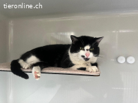 Quasar, ca 2-5 Jahre, männl, kastr, zutraulich