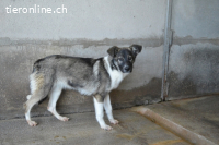 Quelisia - Kleines Schwesterchen, was nun?