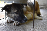 Quorivah - Kleines Hundemädchen, was nun?