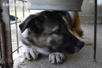 Quorivah - Kleines Hundemädchen, was nun?