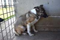 Quorivah - Kleines Hundemädchen, was nun?