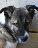 Quorivah - Kleines Hundemädchen, was nun?