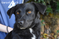 Rafeed - Möge der kleine Drache ihn beschützen