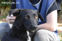Rafeed - Möge der kleine Drache ihn beschützen