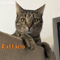 Raffaelo träumt von seinem Zuhause im Glück