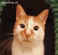 Ragnar wartet auf seine Menschen