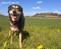 Raja - verschmuste und fitte Seniorin