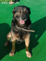 Rambo der Sonnenschein auf 4 Pfoten