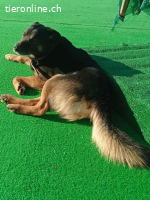 Rambo der Sonnenschein auf 4 Pfoten