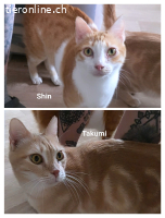 Rambodisli suchen liebevolles Zuhause