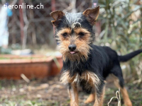 Ramiro, quirliger, munterer und lustiger Vierbeiner