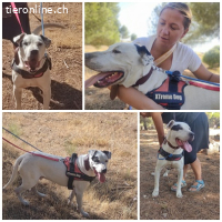 Ramón, geb.2018: kinderlieber Hund sucht aktive Menschen