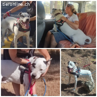 Ramón, geb.2018: kinderlieber Hund sucht aktive Menschen