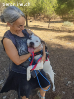 Ramón, geb.2018: kinderlieber Hund sucht aktive Menschen