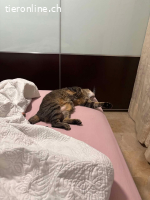 Ray, w./kastr., geb. 03/03/2019