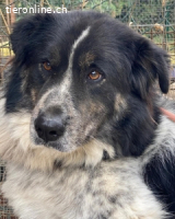 Ray - Zeig mir die Welt außerhalb des Zwingers...