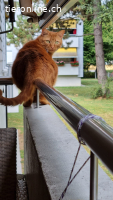 Red Luca – wunderschöner roter Tigerkater