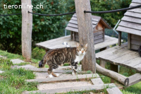 Reinigungs- /Tierpflege-Unterstützung Katzengnadenhof