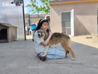 Ren – eine zauberhafte Hündin mit großem Herz