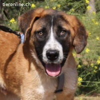 Rex - einer wunderbare Kumpel fürs Leben