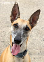 Richard - Der lebensfrohe Begleiter, 53cm, ca. 20kg