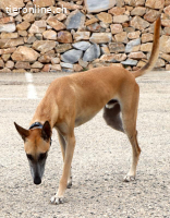 Richard - Ein aufmerksamer und intelligenter Rüde