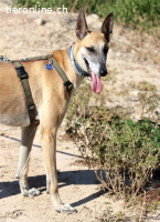 RICHARD - eine wunderschöne Mischung mit gutem Charakter