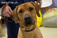 Ridgeback Prachtkerl Scooby sucht neues Zuhause
