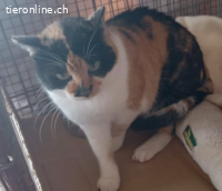 Rita& Raylita - Glückkatzen im Doppelpack