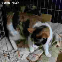 Rita& Raylita - Glückkatzen im Doppelpack