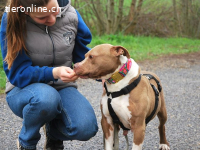 RIVA, menschenbezogene Mischlingshündin, c. 7 J., 48cm, 21kg