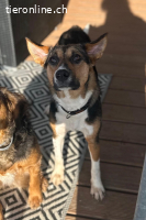 Rixa (1 Jahr) sucht ein ruhiges Zuhause