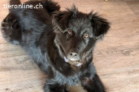Robbie (8 Monate) wünscht sich sein eigenes Körbchen