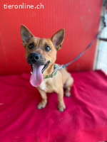 Robi, Dackel-Mix, Rüde, ca. 1 Jahr, ca. 30 cm, 7 kg