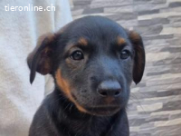 Robi – ein kleiner Herzensbub sucht seine Familie