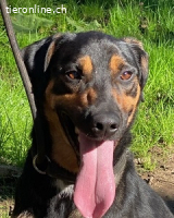 Robin - Ein unbeschriebenes Blatt...