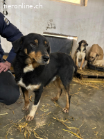 Rocco – ein kleines Herz sucht ein Zuhause