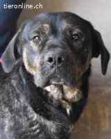 Rochus - Gestromte Liebe zu vergeben