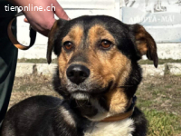 Rocky -ruhiger Begleiter mit großem Herzen