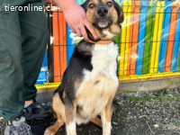 Rocky -ruhiger Begleiter mit großem Herzen