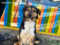 Rocky -ruhiger Begleiter mit großem Herzen