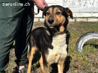 Rocky -ruhiger Begleiter mit großem Herzen
