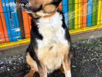 Rocky -ruhiger Begleiter mit großem Herzen