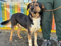 Rocky -ruhiger Begleiter mit großem Herzen