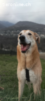 Rocky sucht ein neues Zuhause